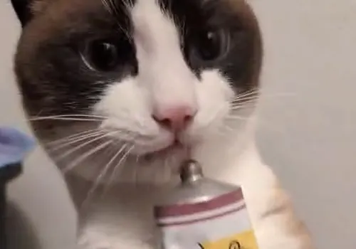 Fotogramma del vero gatto protagonista, dai video originali